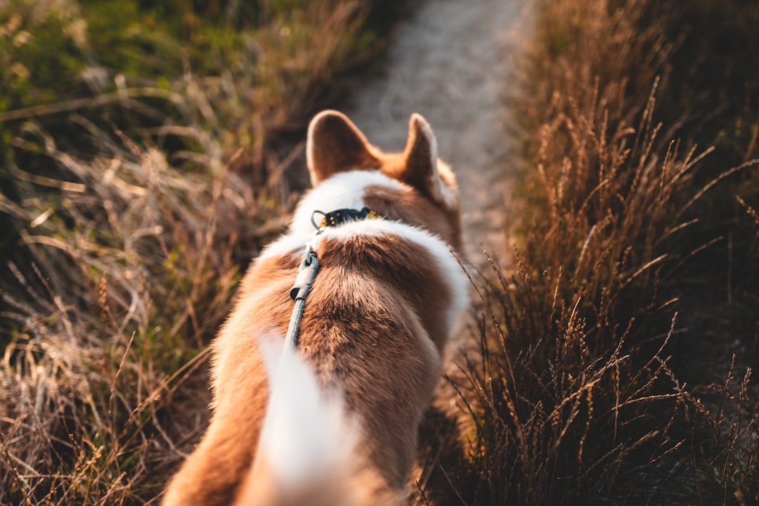 a-cat-with-a-collar-a3-nayppsxu