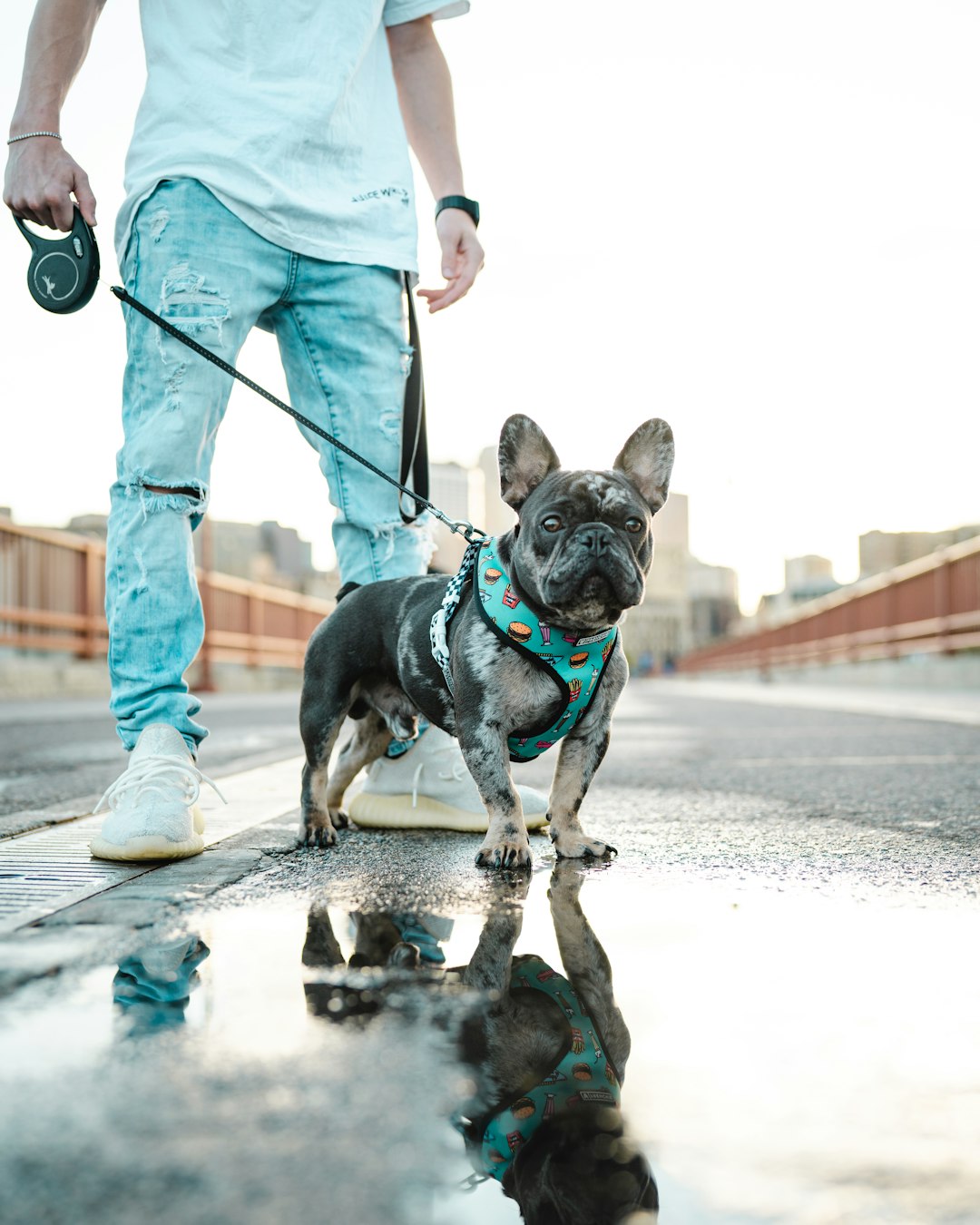 black-and-white-short-coated-small-dog-on-gray-concrete-road-during-daytime-irojpr7-t28