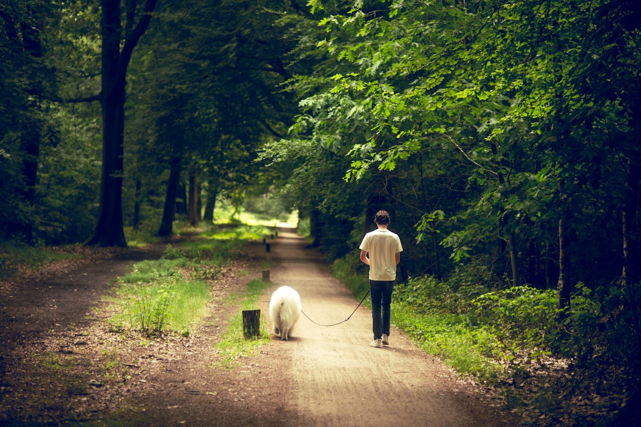 A man walks a fluffy dog on a tranquil forest path surrounded by trees and warm sunlight.