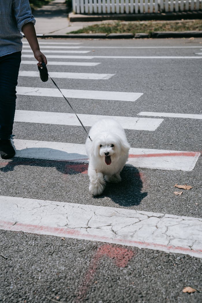 Cute white fluffy dog on a leash walking across a pedestrian crossing on a sunny day.